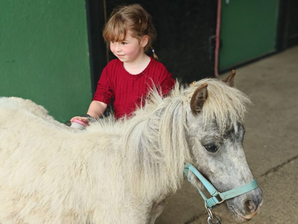 A little girl grooming a Shetland pony at Forage Farm Shop, South Wales.